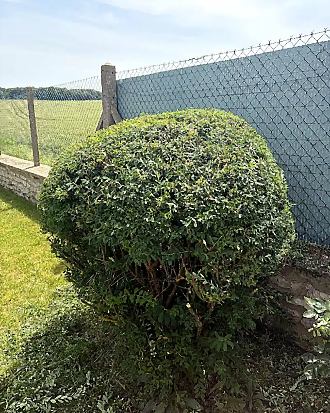 Arbuste taillé en boule, après