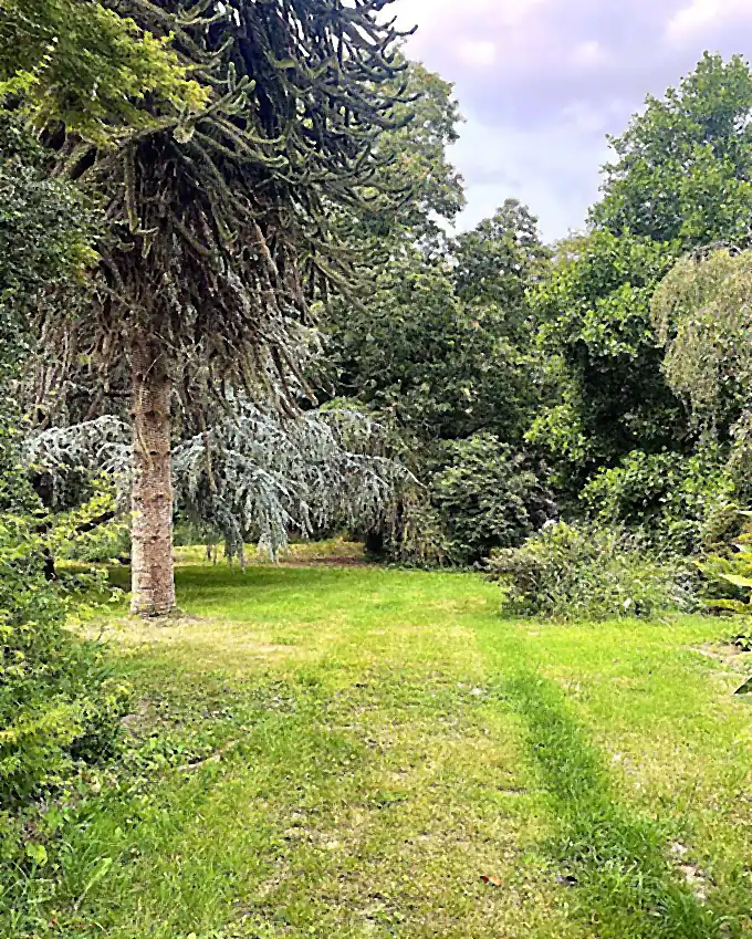 Allée engazonnée sous les arbres